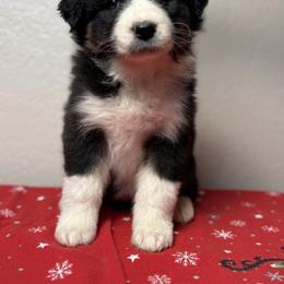 Queenbee - Black tri-color female Australian Shepherd puppy in Touchet, Washington from Northwest Rainbow Aussies and Golden Retrievers
