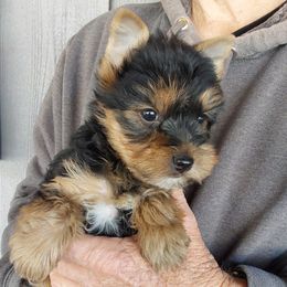 Boy 1 - Black and gold male Yorkshire Terrier puppy in Jamestown, Tennessee from Green Ridge