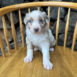 Nutmeg - Red merle female Australian Shepherd puppy in Hillsboro, Oregon from Delaney's Australian Shepherds