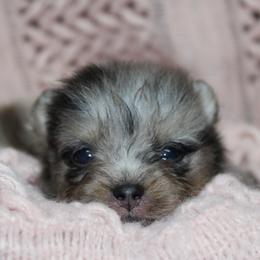 AKC Ivy - Blue merle female Pomeranian puppy in Albany, Indiana from Hatz Off Puppies