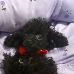 Finn - Black male Poodle puppy in Pounding  Mill, Virginia from Rosa's Chihuahuas