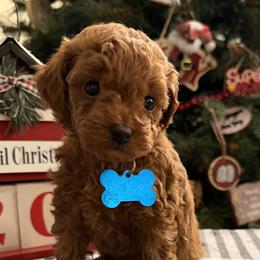 Blue - Red  male Poodle puppy in Evergreen Park, Indiana from Stonewick Poodles