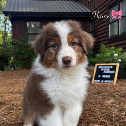 Flame - Red tri-color female Australian Shepherd puppy in Murrayville, Georgia from Mountain Ridge Aussies