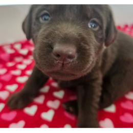 Light Green Girl - Chocolate female Labrador Retriever puppy in Elk Grove, California from Labrador Trails