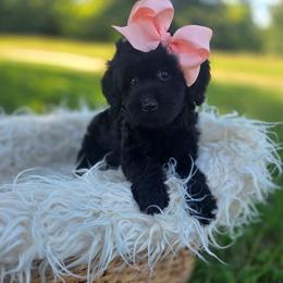 Te Ka - female Cavapoochon puppy in Bullard, Texas from Cavapoochon Central LLC