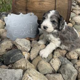 Baja - White and brown male Saint Berdoodle puppy in Traverse City, Michigan from Bare Paws Saint Berdoodles