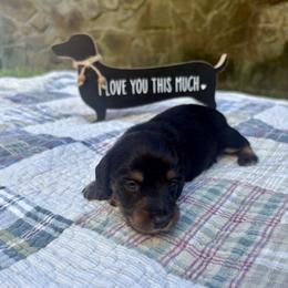 Black and tan - Black and tan male Dachshund puppy in Ozark, Alabama from Honey Hill Dachshunds
