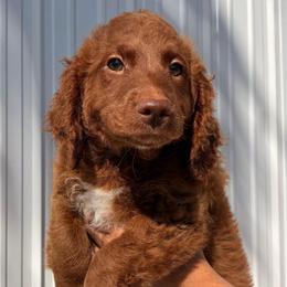 Parker (Red) - Red  male Goldendoodle puppy in Miami, Florida from Katy's Toy Poodles & Doodles