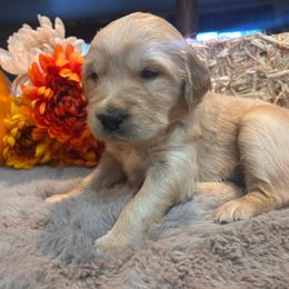 Green - Golden male Golden Retriever puppy in Bonanza, Oregon from Gold 'N Dust Ranch