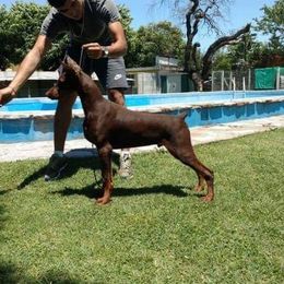 Doberman Pinschers and Havanese from Los Arriba Havanese
