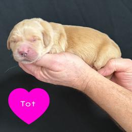 Tot (Pink) - Golden female Golden Retriever puppy in Cadillac, Michigan from K & M Golden Retrievers