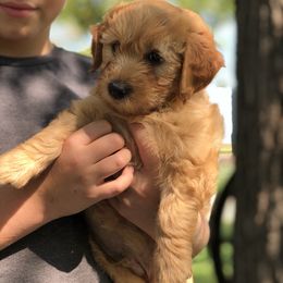 Bernedoodle and Goldendoodle Puppies from BrookeMarie’s Goldendoodle Love