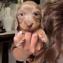 Mocha - Fawn (isabella) and cream female Dachshund puppy in Moreno Valley, California from rdachshunds