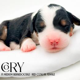 Cory - Tri-color female Bernedoodle puppy in Tipton, Indiana from Country Creek Doodles