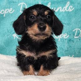 Ciabatta - Black and tan male Dachshund puppy in Mount Sherman, Kentucky from Kaleidoscope Dachshunds and Whippets