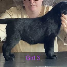 Labrador Retriever Puppies from R Little Retrievers