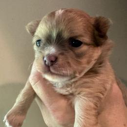 Lila - Red and white female Chihuahua puppy in Brooklyn, Connecticut from Ladybug Chihuahuas