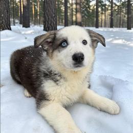 Panda Female - Panda female German Shepherd puppy in Tafton, Pennsylvania from Pocono GSD