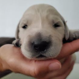 Golden Retriever Puppies from Lakeside Goldens