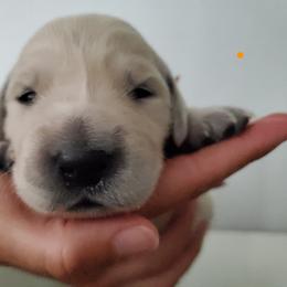Golden Retriever Puppies from Lakeside Goldens