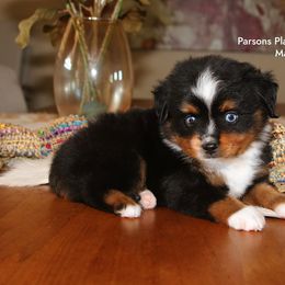 RESERVED - Black tri male Toy Australian Shepherd puppy in Chandler, Oklahoma from Parsons Place Aussies