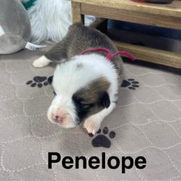 Penelope - Sable female Pembroke Welsh Corgi puppy in Apison, Tennessee from Ashmore Corgis