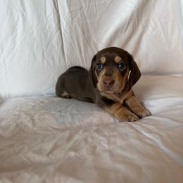 Chance - Chocolate and cream male Dachshund puppy in Perris, California from Doxie_pupps