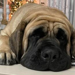 Mastiffs from Clearbrook Mastiffs
