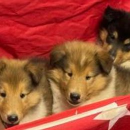 Hazelnut - Sable and white Collie puppy in Carencro, Louisiana from Cajun Bayou's Collies
