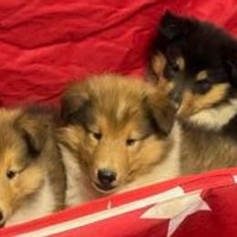 Hazelnut - Sable and white Collie puppy in Carencro, Louisiana from Cajun Bayou's Collies