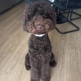 Donna Jean - Chocolate female Goldendoodle puppy in Lake City, Florida from Dream Hollow Farm