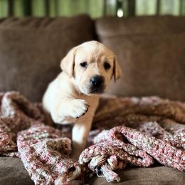 Sweetie - Yellow female Labrador Retriever puppy in Sweet Home, Oregon from Knotty Creek Labradors
