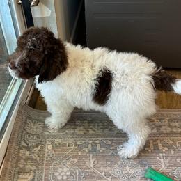 Tiffany - Lagotto Romagnolo