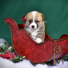 Boy 4 - Pembroke Welsh Corgi puppy in Gig Harbor, Washington from Pacific Northwest Pembroke Welsh Corgis