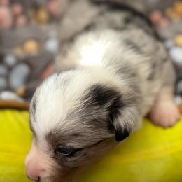 Preston - Blue merle and white male American Corgi puppy in Nortonville, Kansas from Low Riders Corgis & Mini Aussies