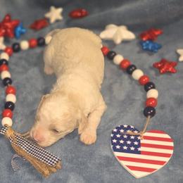 Yoda - Cream male Aussiedoodle puppy in Cumberland, Rhode Island from W Doodle Crew