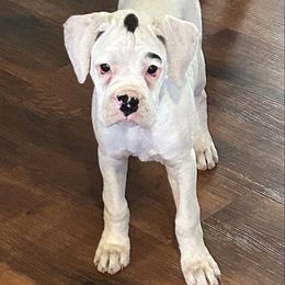 Gracie - White female Boxer puppy in Bonesteel, South Dakota from KP Boxers