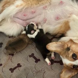 Penny - American Corgi