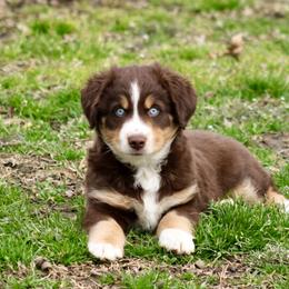 Rusty - Red tri male Miniature Australian Shepherd puppy in Fort Smith, Arkansas from Rye Hill Aussies