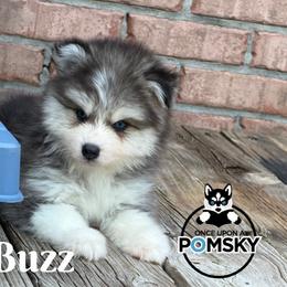 Buzz - Black and white male Pomsky puppy in Eastman, Georgia from Once Upon A Pomsky