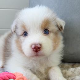 Harbor - Red merle male Australian Shepherd puppy in Kearney, Nebraska from Helix Aussies