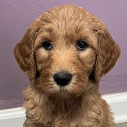 Goldendoodles from A&B Doodles