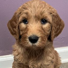 Goldendoodles from A&B Doodles