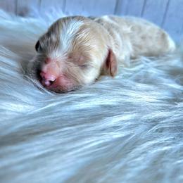 River - Apricot male Cavapoo puppy in London, Kentucky from Blue Meadow Puppies