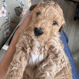 Jagger - Cream male Goldendoodle puppy in Gilbert, Arizona from DogHouse Doodles