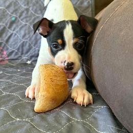 Rigel - White black and tan male Rat Terrier puppy in Molalla, Oregon from The Puppy Patch Rat Terriers