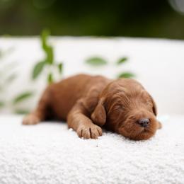 Teal collar - Red  female Goldendoodle puppy in Spokane, Washington from Doodle Love