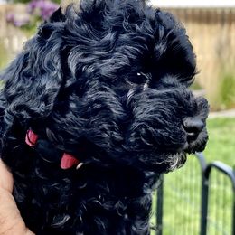 Australian Labradoodle Puppies from Tiny Treasures Australian Labradoodles