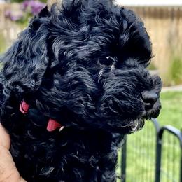 Australian Labradoodle Puppies from Tiny Treasures Australian Labradoodles