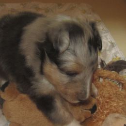 Shetland Sheepdog Puppies from Wyndeway Shetland Sheepdogs